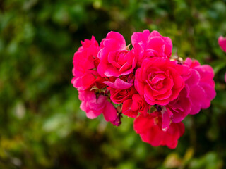 A bunch of pink flowers are in a garden. The flowers are in full bloom and are very pretty