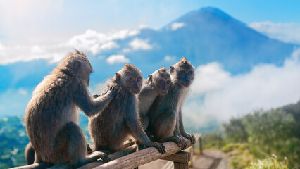 Monkeys on the Batur vulcan on Bali © Юрий Крылов