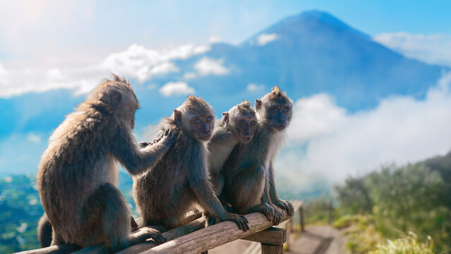 Monkeys on the Batur vulcan on Bali