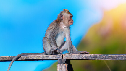 Monkey seating on the bench in the mountains