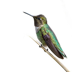 Fototapeta premium Vibrant hummingbird with iridescent green plumage perches on a mossy branch amidst lush foliage 