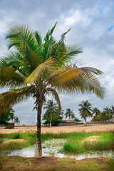 Fototapeta premium palm trees on the beach, Tropical palm tree and traditional beach of San Pedro, Ivory Coast