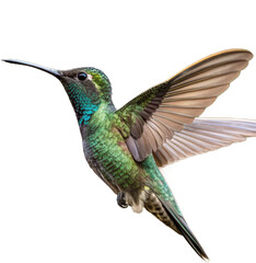 Fototapeta premium Stunning ruby-throated hummingbird captured mid-flight with vibrant iridescent feathers and delicate wings outstretched 