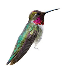 Vibrant hummingbird hovers mid-flight showcasing iridescent green and purple plumage with delicate wings outstretched

