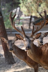 Deer grazing forest. High quality photo