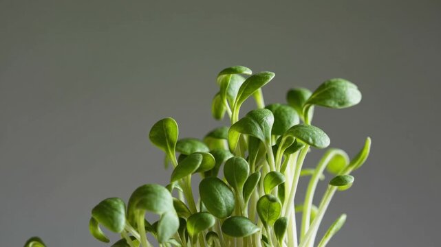 Healthy microgreens growing indoors in a simple arrangement
