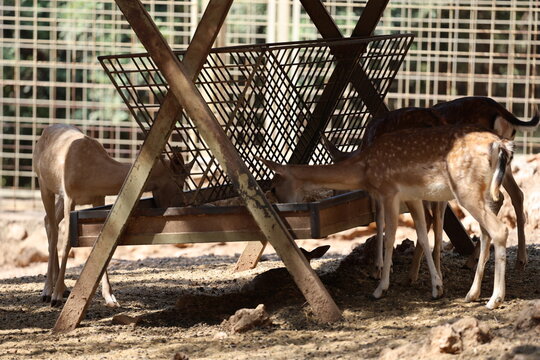 Deer grazing forest. High quality photo