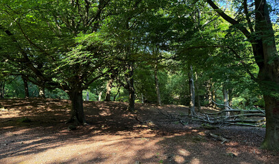 A late summers day, with old trees and foliage in, Judy Woods, Low Moor, Bradford, UK