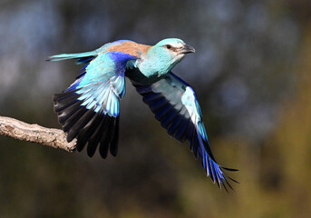european blue roller in spain