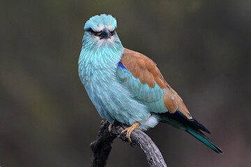 european blue roller in spain