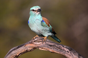 european blue roller in spain