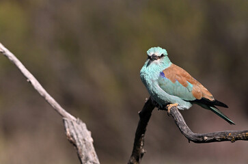 a blue eurasian roller in the field