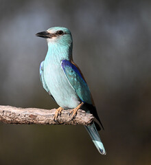 a european blue roller in spain