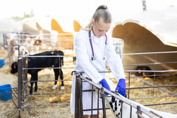 Careful young female vet checking health of small calf at dairy farm