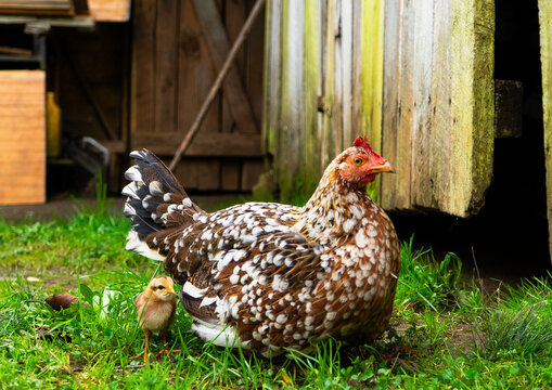 Gallina y Pollito