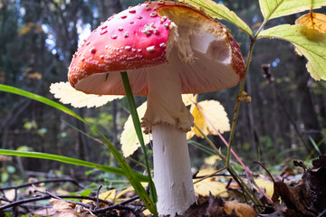 Red fly agaric among the fallen leaves on autumn forest, close-up. Poisonous mushroom. Amanita Muscaria fungus for publication, poster, screensaver, wallpaper, cover, post. High quality photo