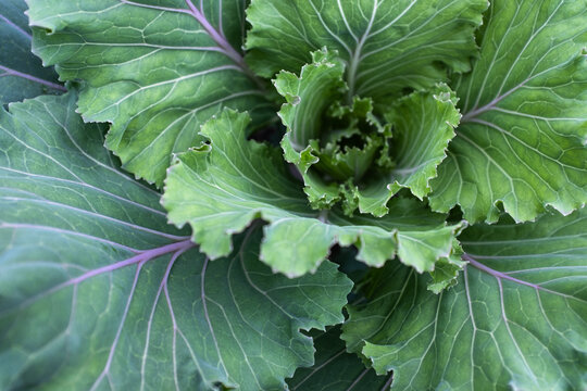 Background from a head of growing cabbage, top view. Green cabbage-head for publication, poster, calendar, post, screensaver, wallpaper, cover, website. High quality photo