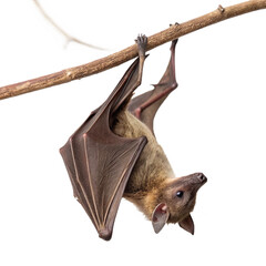 Fototapeta premium Majestic fruit bat soaring through the night sky, wings outstretched in silent flight 