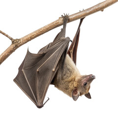 Majestic bat in flight, wings spread wide, capturing the essence of nocturnal freedom and nature's wonder.
