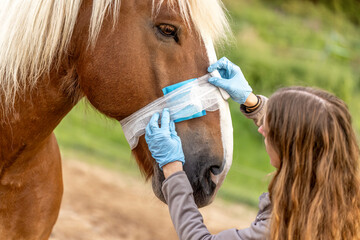 Woman applying bandage to South German draft horse muzzle during veterinary care