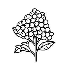 Black and white viburnum berries drawing illustration for botanical designs and coloring pages for adults kids