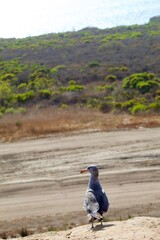 Seagull with dark feathers and red beak looking out at scenery
