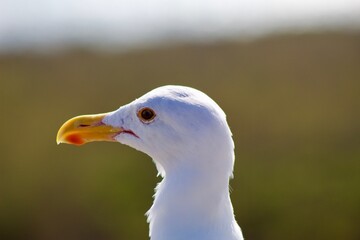 Close up of side of seagull head, white seagull profile with yellow beak