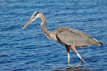 Majestic grey heron bird wading in water in san diego california