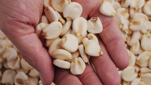 giant corn kernel on wooden table