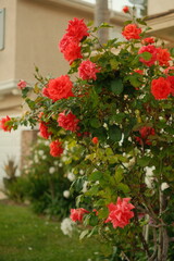 vibrant red flowering bush, japanese camellia flowers in a front yard aesthetic
