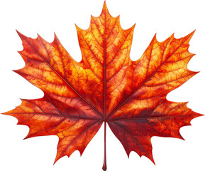 Obraz premium Maple Leaf Icon