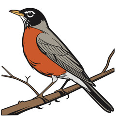 American robin bird perched on a branch
