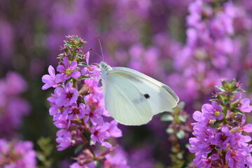モンシロチョウ