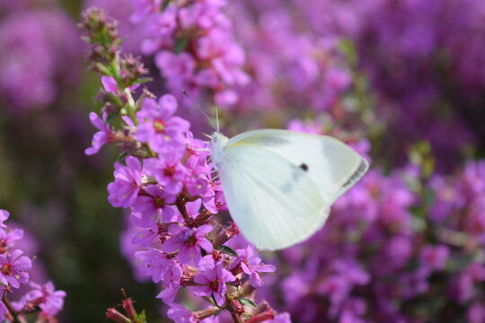 紋白蝶」の写真素材 | 211,107件の無料イラスト画像 | Adobe Stock