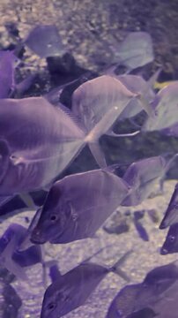 Silver sunfish (Selene vomer) swimming.