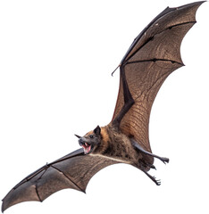 Obraz premium Dynamic fruit bat captures attention mid-flight with wings outstretched and mouth open 
