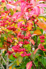 Obraz premium Spindle tree (Euonymus europaeus). The image shows as close-up the fruits captured during the end of summer. September 2025