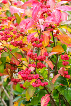 Spindle tree (Euonymus europaeus). The image shows as close-up the fruits captured during the end of summer. September 2025