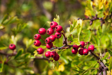 Hawthorn berries on tree branches in autumn sunlight, September 2025 