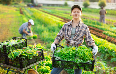 Young woman farmer harvesting lettuce from beds in field