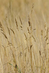 Obraz premium Summer meadow, including Close up of a Common Ragwort plant (Jacobaea vulgaris), September 2025