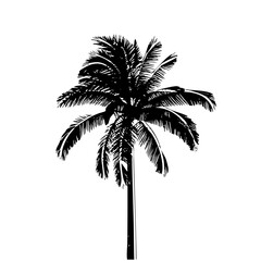 Vector Detailed black palm tree showcases tropical foliage.