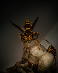 Close-up of a paper wasp on its nest with larvae cells, macro photography of insect behavior