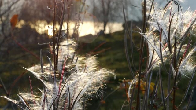 The fluff of the  willow-herb plant rock slowly on the breeze in the light of the setting sun in the autumn evening.