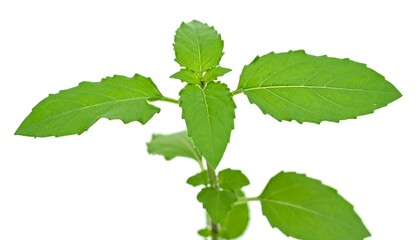Close-up of fresh basil leaves (1)