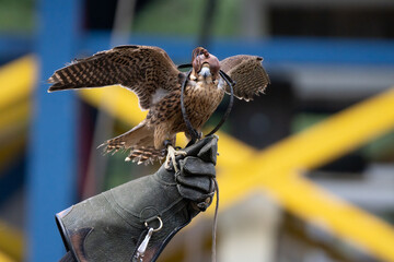 adult peregrine falcon with leather hood has eyes covered by handler that holds falcon on a leather...