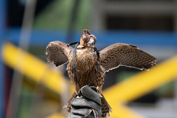 adult peregrine falcon with leather hood has eyes covered by handler that holds falcon on a leather...