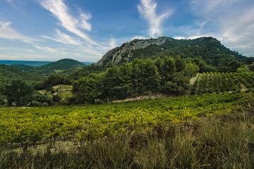 Obraz premium Vineyards in the Les Dentelles mountain range, France