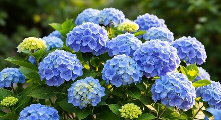 Blue Hydrangea Bush.