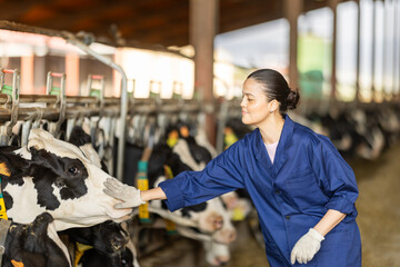 Asian farmer works in a cowshed, she stands next to the cows and checks the condition of the cows....